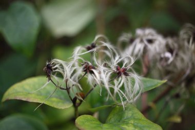 Evergreen clematis (Clematis vitalba) bulanık arka planda meyvelerin ipeksi uzantıları