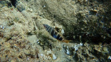 Boyanmış komando (Serranus scriba) denizaltı, Ege Denizi, Yunanistan, Halkidiki