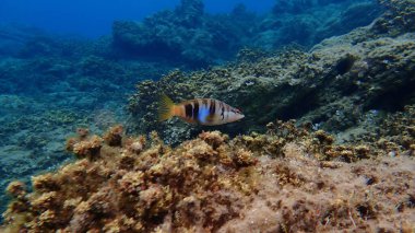 Boyanmış komando (Serranus scriba) denizaltı, Ege Denizi, Yunanistan, Halkidiki
