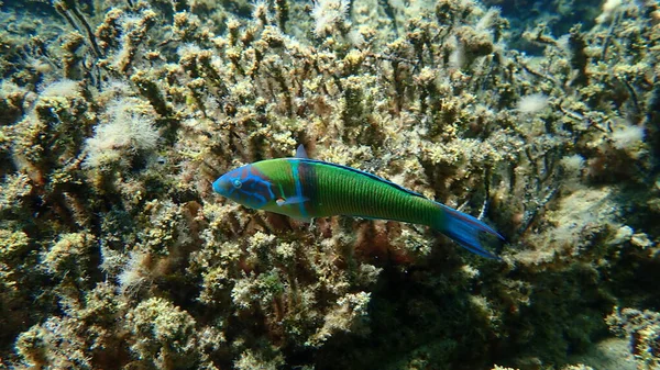 Süslü wrasse (Thalassoma pavo) denizaltı, Ege Denizi, Yunanistan, Halkidiki