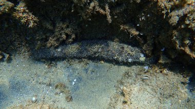 Beyaz benekli salatalık Holothuria (Roweothuria) poli denizaltı, Ege Denizi, Yunanistan, Halkidiki