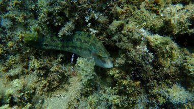 Doğu Atlantik tavus kuşu wrasse (Symphodus tinca) denizaltı, Ege Denizi, Yunanistan, Halkidiki