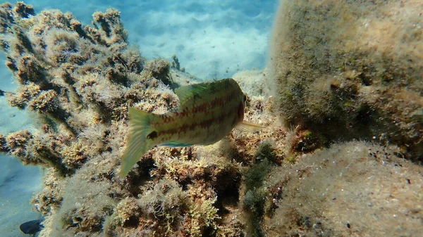 Doğu Atlantik tavus kuşu wrasse (Symphodus tinca) denizaltı, Ege Denizi, Yunanistan, Halkidiki