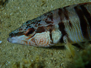 Boyanmış komando (Serranus scriba) aşırı yakın çekim sualtı, Ege Denizi, Yunanistan, Halkidiki