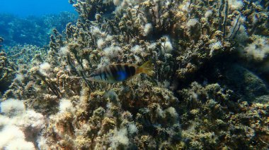 Boyanmış komando (Serranus scriba) denizaltı, Ege Denizi, Yunanistan, Halkidiki