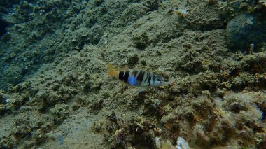 Boyanmış komando (Serranus scriba) denizaltı, Ege Denizi, Yunanistan, Halkidiki