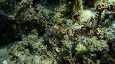 Kara akrep balığı veya Avrupa akrep balığı, küçük ölçekli akrep balığı (Scorpaena porcus) deniz altı, Ege Denizi, Yunanistan, Halkidiki