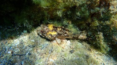 Kara akrep balığı veya Avrupa akrep balığı, küçük ölçekli akrep balığı (Scorpaena porcus) deniz altı, Ege Denizi, Yunanistan, Halkidiki