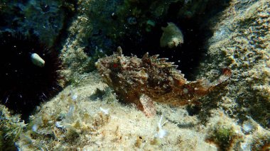 Kara akrep balığı veya Avrupa akrep balığı, küçük ölçekli akrep balığı (Scorpaena porcus) deniz altı, Ege Denizi, Yunanistan, Halkidiki