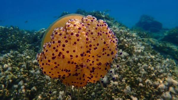 Akdeniz anası veya kızarmış yumurta denizanası, Akdeniz denizanası (Cotylorhiza tuberculata) deniz altı, Ege Denizi, Yunanistan, Halkidiki