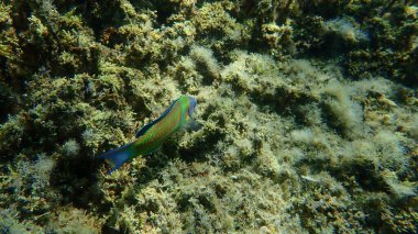 Süslü wrasse (Thalassoma pavo) denizaltı, Ege Denizi, Yunanistan, Halkidiki