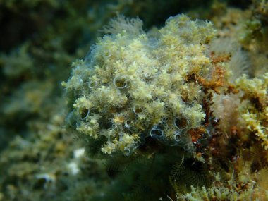 Kaplayan sömürge ascidiyan formu veya tunicate Diplosoma spongiforme yakın çekim sualtı, Ege Denizi, Yunanistan, Halkidiki