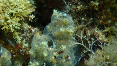 Kaplayan sömürge ascidiyan formu veya tunicate Diplosoma spongiforme yakın çekim sualtı, Ege Denizi, Yunanistan, Halkidiki