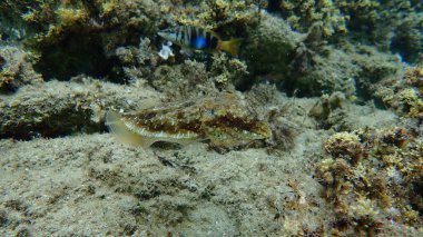 Denizaltı, Ege Denizi, Yunanistan, Halkidiki
