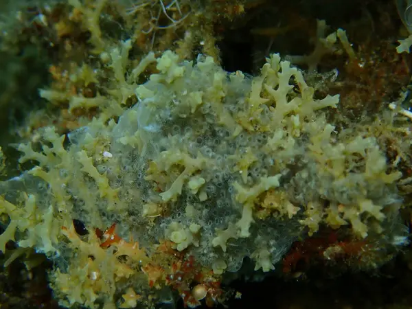 Kaplayan sömürge ascidiyan formu veya tunicate Diplosoma spongiforme yakın çekim sualtı, Ege Denizi, Yunanistan, Halkidiki