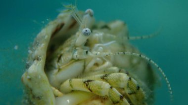 Roux 'un münzevi yengeci ya da küçük münzevi yengeci, güney pençeli münzevi yengeci (Diogenes pugilatörü) deniz altı, Ege Denizi, Yunanistan, Halkidiki