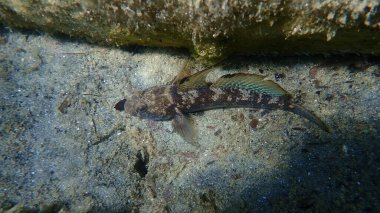 Karadeniz (Gobius niger), Ege Denizi, Yunanistan, Halkidiki