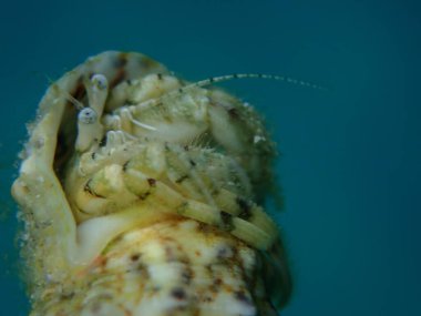Roux 'un keşiş yengeci veya küçük münzevi yengeci, güney pençeli münzevi yengeci (Diogenes pugilatörü) aşırı yakın çekim sualtı, Ege Denizi, Yunanistan, Halkidiki
