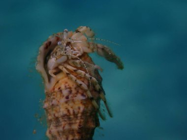 Roux 'un keşiş yengeci veya küçük münzevi yengeci, güney pençeli münzevi yengeci (Diogenes pugilatörü) aşırı yakın çekim sualtı, Ege Denizi, Yunanistan, Halkidiki