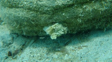 Ölü bivalf yumuşakçaları Avrupa 'nın düz istiridyesi veya yaygın istiridye (Ostrea edulis) deniz altı, Ege Denizi, Yunanistan, Halkidiki