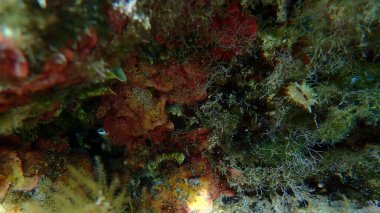 Kahverengi algler ya da Thalloid kırmızı algler Peyssonnelia sp. rosa-marina var. Deniz altı, Ege Denizi, Yunanistan, Halkidiki