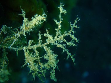 Asma hidroid veya botryoid stickhydroid (Eudendrium racemosum) yakın plan sualtı, Ege Denizi, Yunanistan, Halkidiki