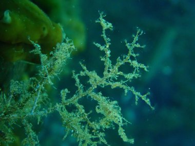 Asma hidroid veya botryoid stickhydroid (Eudendrium racemosum) yakın plan sualtı, Ege Denizi, Yunanistan, Halkidiki