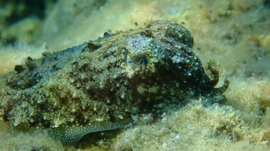 Yaygın mürekkep balığı (Sepia officinalis) aşırı yakın çekim sualtı, Ege Denizi, Yunanistan, Halkidiki