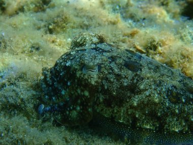 Yaygın mürekkep balığı (Sepia officinalis) aşırı yakın çekim sualtı, Ege Denizi, Yunanistan, Halkidiki