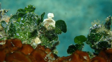 Calcareous yeşil yosunları (Halimeda ton balığı) yakın çekim sualtı, Ege Denizi, Yunanistan, Halkidiki