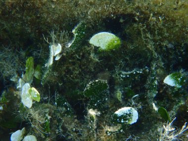 Calcareous yeşil yosunları (Halimeda ton balığı) yakın çekim sualtı, Ege Denizi, Yunanistan, Halkidiki