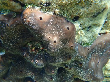 Böbrek süngeri veya tavuk ciğeri süngeri (Chondrosia reniforis) deniz altı, Ege Denizi, Yunanistan, Halkidiki