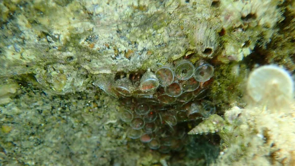 Egg capsules of sea snail Tarentine spindle snail (Tarantinaea lignaria) undersea, Aegean Sea, Greece, Halkidiki