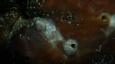 Böbrek süngeri veya tavuk ciğeri süngeri (Chondrosia reniforis) yakın çekim sualtı, Ege Denizi, Yunanistan, Halkidiki