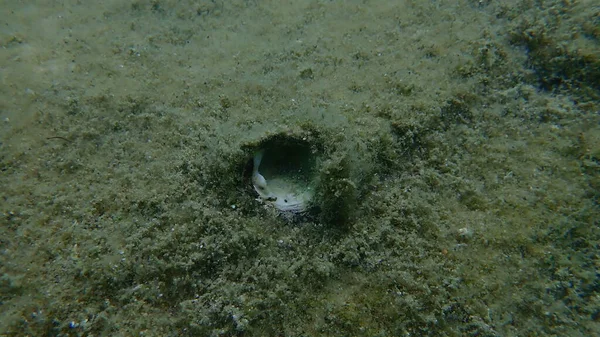 Seashell of bivalve mollusc jewel box or common jewel box (Chama gryphoides) on sea bottom, Aegean Sea, Greece, Halkidiki