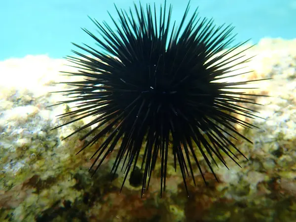 Karadeniz kestanesi (Arbacia lixula) deniz altı, Ege Denizi, Yunanistan, Halkidiki