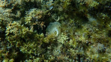 Eyer altı istiridye ya da Avrupa jingle kabuğu, Avrupa istiridye (Anomia ephippium) deniz altı, Ege Denizi, Yunanistan, Halkidiki