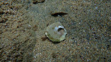 Eyer altı istiridye ya da Avrupa jingle kabuğu, Avrupa istiridye (Anomia ephippium) deniz altı, Ege Denizi, Yunanistan, Halkidiki