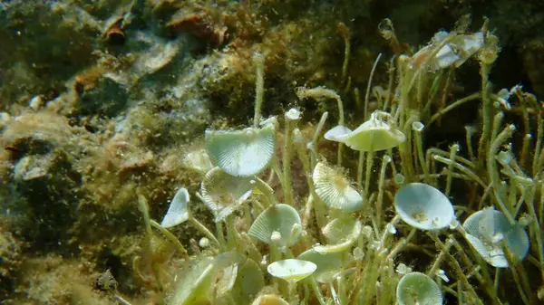 Yeşil algler Acetabularia asetabulum yakın çekim sualtı, Ege Denizi, Yunanistan, Halkidiki