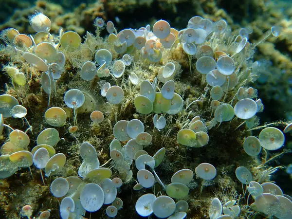 Yeşil algler Acetabularia asetabulum denizaltı, Ege Denizi, Yunanistan, Halkidiki