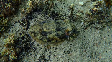 Denizaltı, Ege Denizi, Yunanistan, Halkidiki