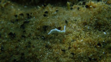 Deniz salyangozu Timid Elysia (Elysia timida) yakın çekim sualtı, Ege Denizi, Yunanistan, Halkidiki