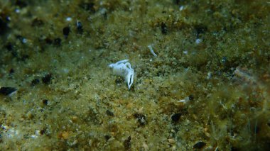 Deniz salyangozu Timid Elysia (Elysia timida) yakın çekim sualtı, Ege Denizi, Yunanistan, Halkidiki