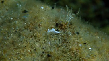 Deniz salyangozu Timid Elysia (Elysia timida) yakın çekim sualtı, Ege Denizi, Yunanistan, Halkidiki