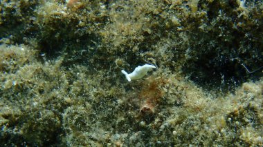 Deniz salyangozu Timid Elysia (Elysia timida) yakın çekim sualtı, Ege Denizi, Yunanistan, Halkidiki