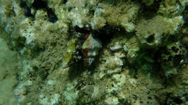 Deniz salyangozu Tarentine salyangozu (Tarantinaea lignaria) su altında, Ege Denizi, Yunanistan, Halkidiki