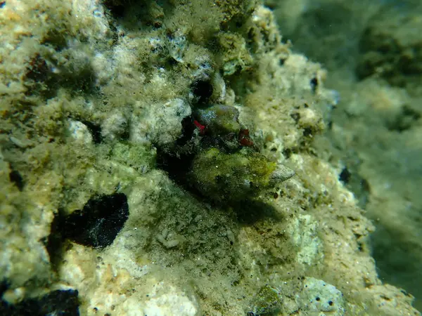 Sea snail Tarentine spindle snail (Tarantinaea lignaria) underwater, Aegean Sea, Greece, Halkidiki