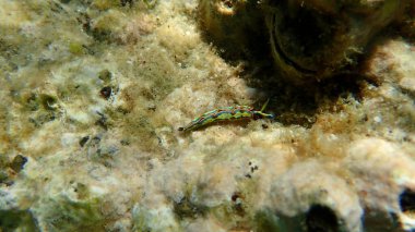 Sacoglossan deniz sümüklüböceği Splendid elysia veya Splendid velvet salyangoz (Thuridilla hope) yakın plan sualtı, Ege Denizi, Yunanistan, Halkidiki