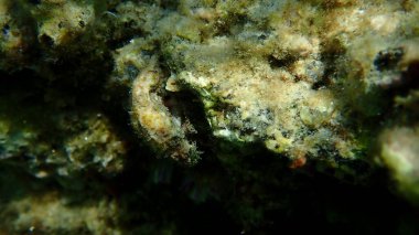Bivalf yumuşakçaları yenilebilir istiridye (Ostrea sp.) Deniz altı, Ege Denizi, Yunanistan, Halkidiki