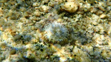 Akdeniz limpeti (Patella caerulea) deniz altı, Ege Denizi, Yunanistan, Halkidiki